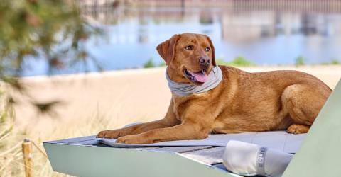 WATCH OUT und bleib cool! Die besten Tipps für heiße Tage mit deinem Hund